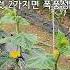 오이 고추 안 자라면 이것 2가지면 폭풍성장 합니다