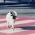 Stray Dog Becomes Crossing Guard For School Children