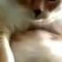 Котик икает