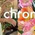 Daily Chronicles Walking Through Gardens Spontaneous Outings Lazy Days
