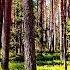 THE HEALING EFFECT OF BIRDS SINGING IN THE SPRING FOREST WILL HELP THE HEART AND NERVOUS SYSTEM