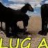 6 Weeks Later We Unplug A Spring For The Wild Horses And Donkeys 3 Million Views Do Good Feel Good