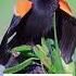 Iconic Bird Sounds Birdsounds