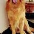 Buzi The Duzi Youtube Ytshorts Shortvideo Shortsfeed Pets Goldenretriever