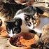 The Man Who Is Eagerly Awaited By Hundreds Of Stray Cats Every Day Spreads Love And Food To Them
