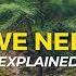 Why Do We Need Trees Eco Facts One Tree Planted