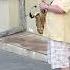 Adriano Celentano Confessa Saxophone Cover Street Performer The Saxophone Beautifully