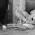 Stranger Than Paradise 1984 Trailer