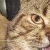 Звуки которых услышит только ваш кот или ваша кошка