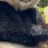 Cute Pandas Eating Japan S Dream Panda Trip Begins With The Panda Train