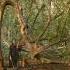 Vocal Improvisation Inspired By The Forest Voice Viola And Loops Live Music In Nature