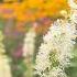 Black Cohosh Is A Herbal Helper That Blooms In Tall Spikes Of White Flowers