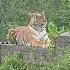 Tiger Sighting At Kabini Kabini Wildlife Tiger Ttfemale Viralvideo