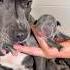 Our Beautiful Petra Her Gorgeous Litter Of Blue Staffy Pups Puppylove Puppycare