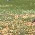 Cat Jumps Over Fence To Get Away From Dog
