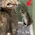 This Mouse Begged This Cat For Mercy But Instead It Did This