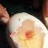 Chick Embryo Heart Beat Heartbeat Biology Lifescience Zoology Science Nature