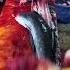 How To Remove Fish Meat From Bones Shorts