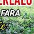 SEMUA BERLALU FAREL ALFARA Lirik Cover Arzianie