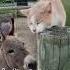 I Guess I Am Not Number One Shorts Onehappyassfarm Farmlife Donkey Cat Rescue