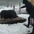 тимоша черныйкабан Pig
