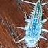 The First Silverfish I Found In My House