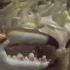 Animal Attack Blue Crab Vs Clam National Geographic