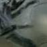 Monster Bug Wars Cellar Spider Vs White Tailed Spider