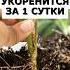 Самое действенное средство для укоренения всех черенков огород сад цветы дача