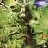 VA Amazonia 2004 Full Album