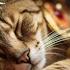 Ancient Egyptian Cat Music Relaxation Music For Restless Cats And Cat Lovers