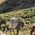 Nomadic Life The Migration Of Beautiful Nomadic Girls The Efforts Of Nomadic Girls In The Zagros