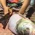 Amazing Catla Carp Fish Cutting Skills In Bangladesh Fish Market By Expert Cutter Shorts