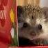 Волшебный Ёжик или С Днём влюбленных животные Hedgehog Pet ёжик Love любовь еда