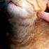 Cats Purring Sound