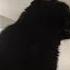 This Sound Is Supposed To Remind Cats That They Were Worshipped In Ancient Egypt Cats