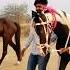 Hamira Mora 1 Number Horse Wins Soljar Horse Power Horse Lovers Horse Of Gujarat Shorts
