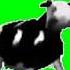 Polish Cow En Green Screen