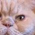 Cat And Parrot Are Best Friends Funny Animals