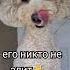 Галливудская улыбка Улыбающийся пудель