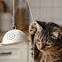 Shocking This Cat S Trap Is A Little Too Ingenious やばすぎ 猫の仕掛けは天才すぎる Shorts Tabbycat Trap