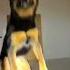 WHERE S NALA Nalatheneedyrottie Rottweiler
