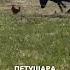 Бычара истории история озвучка смешнаяозвучка добрыеновости
