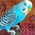 Veri Veri Cute Baby Baji Sound Budgies