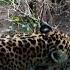 Jaguar Roaring At San Diego Zoo