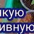 Черенкование вегетативной немезии Обо всём понемногу