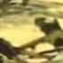 Leo Animal I Have Become HD
