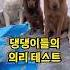 누가 의자를 물어뜯었는지 묻자