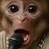 Baby Monkey S Beatbox Fail Ends In Giggles