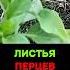 Пожелтение листьев у перца одна ложка золы и несколько капель спасают урожай перец огород